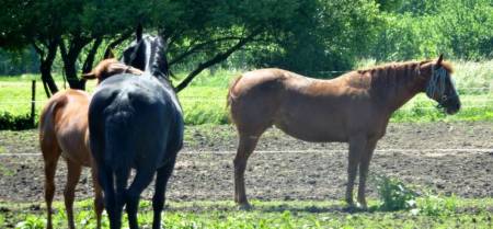 Penzion Hamříkova stáj