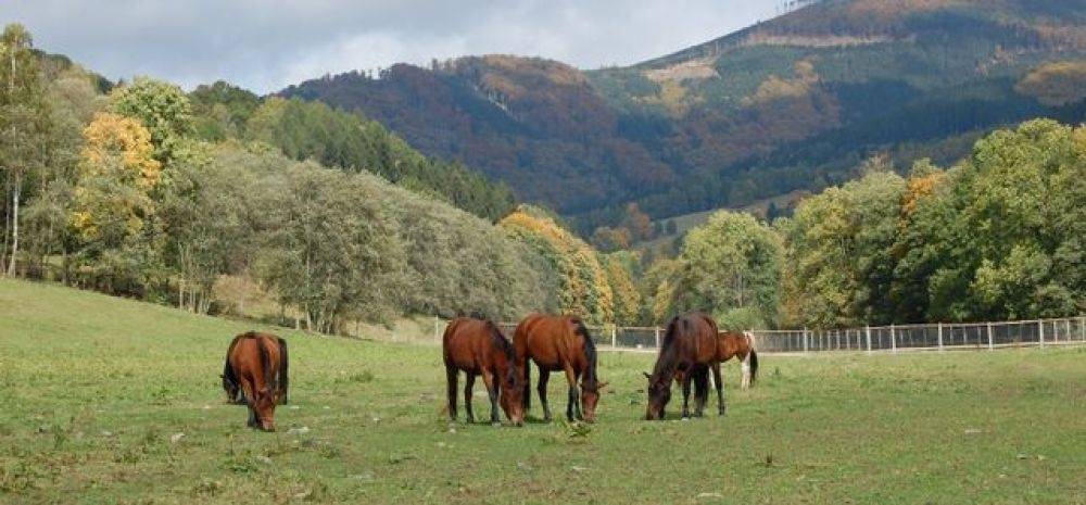 Ranch M