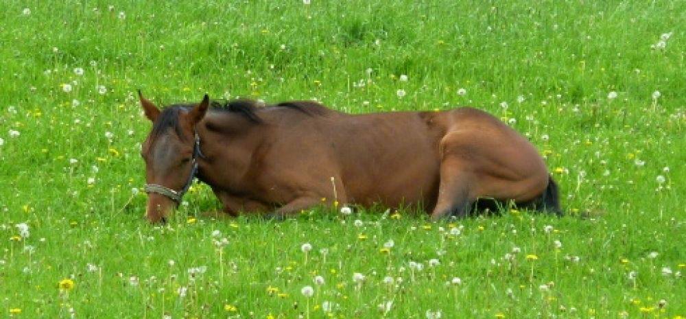 Ranch Viktorie