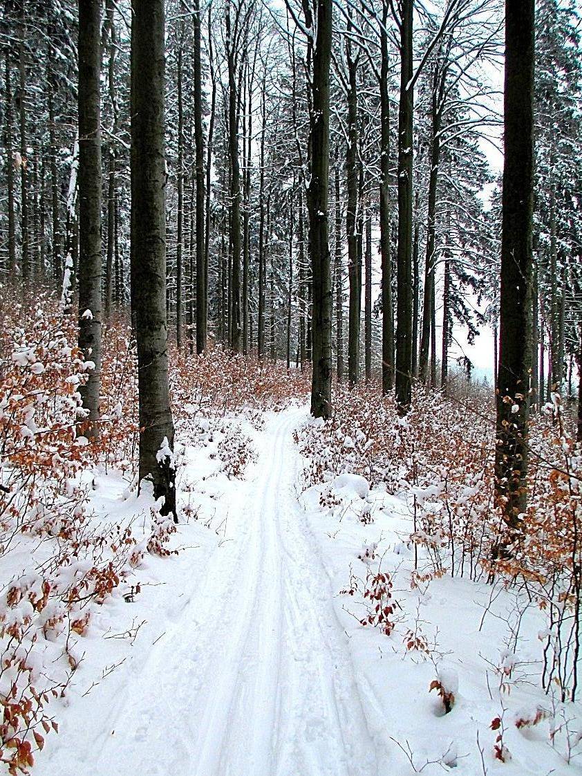 AC Ludvíkov KOLIBA - Sedlová bouda - Karlova Studánka