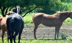 Penzion Hamříkova stáj